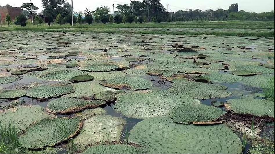 मखाना की खेती: कम लागत में दोगुना मुनाफा, सरकार दे रही सब्सिडी