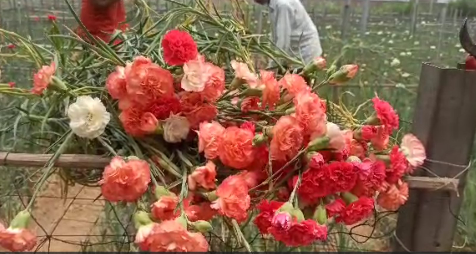 Shiv Kumar's flowers are reaching Delhi from Ukhli