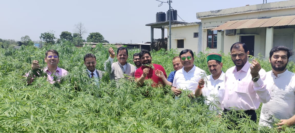 cannabis fields in Uttarakhand