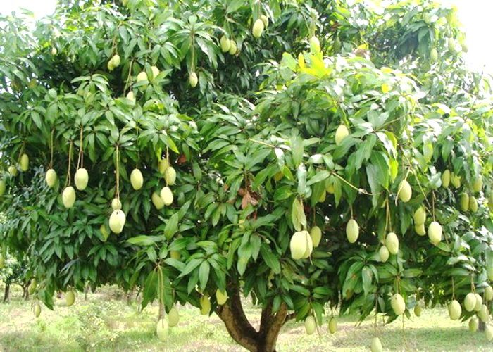 बेमौसम बरसात बनी आम की पैदावार के लिए मुसीबत