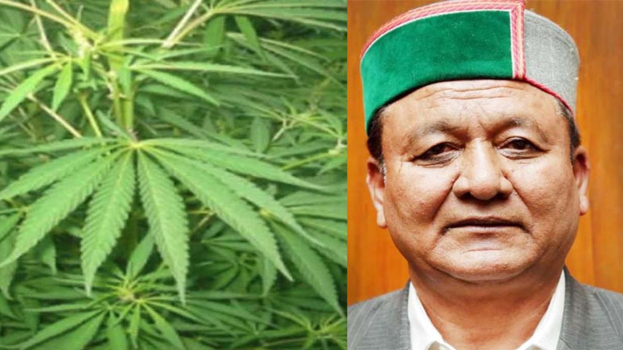 भांग की लीगल खेती पर लोगों की राय लेकर बनेगी कारगर नीति