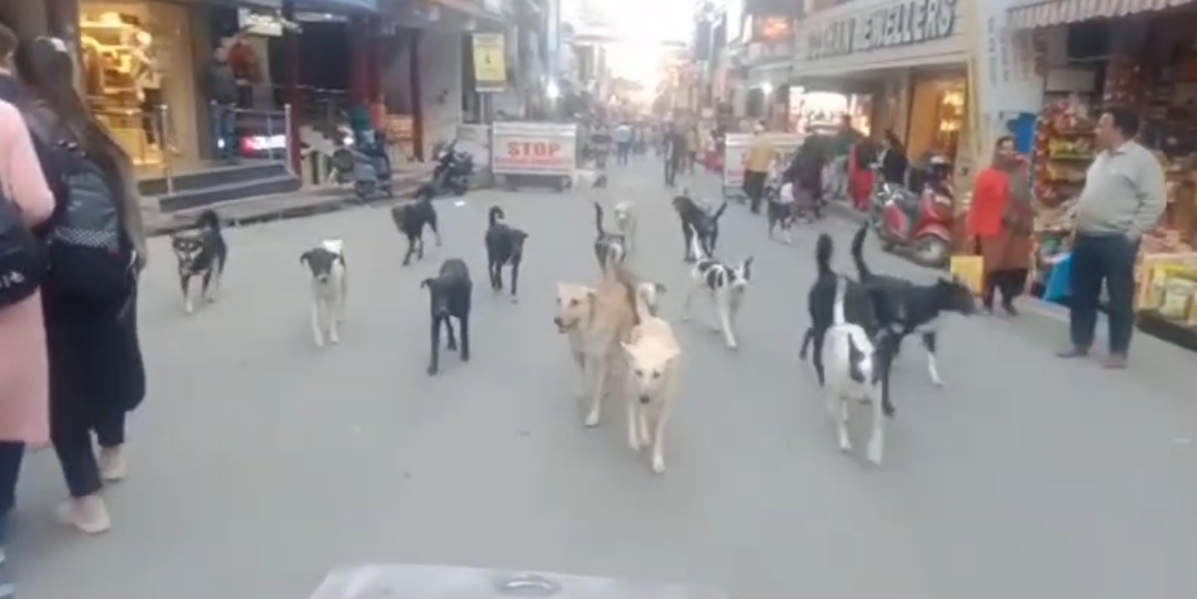 हमीरपुर में आवारा कुत्तों का खौफ, छोटे बच्चे और बुजुर्गों के लिए बने आफत