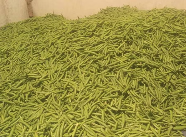 हिमाचली मटर के दाम घटने से किसानों में मायूसी,  गृहणियों को राहत