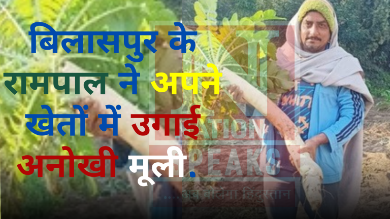 बिलासपुर के रामपाल ने अपने खेतों में उगाई अनोखी मूली.