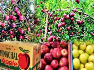 प्रदेश में इस साल सेब बागवानी में करोड़ो का घाटा, उत्पादन हुआ कम