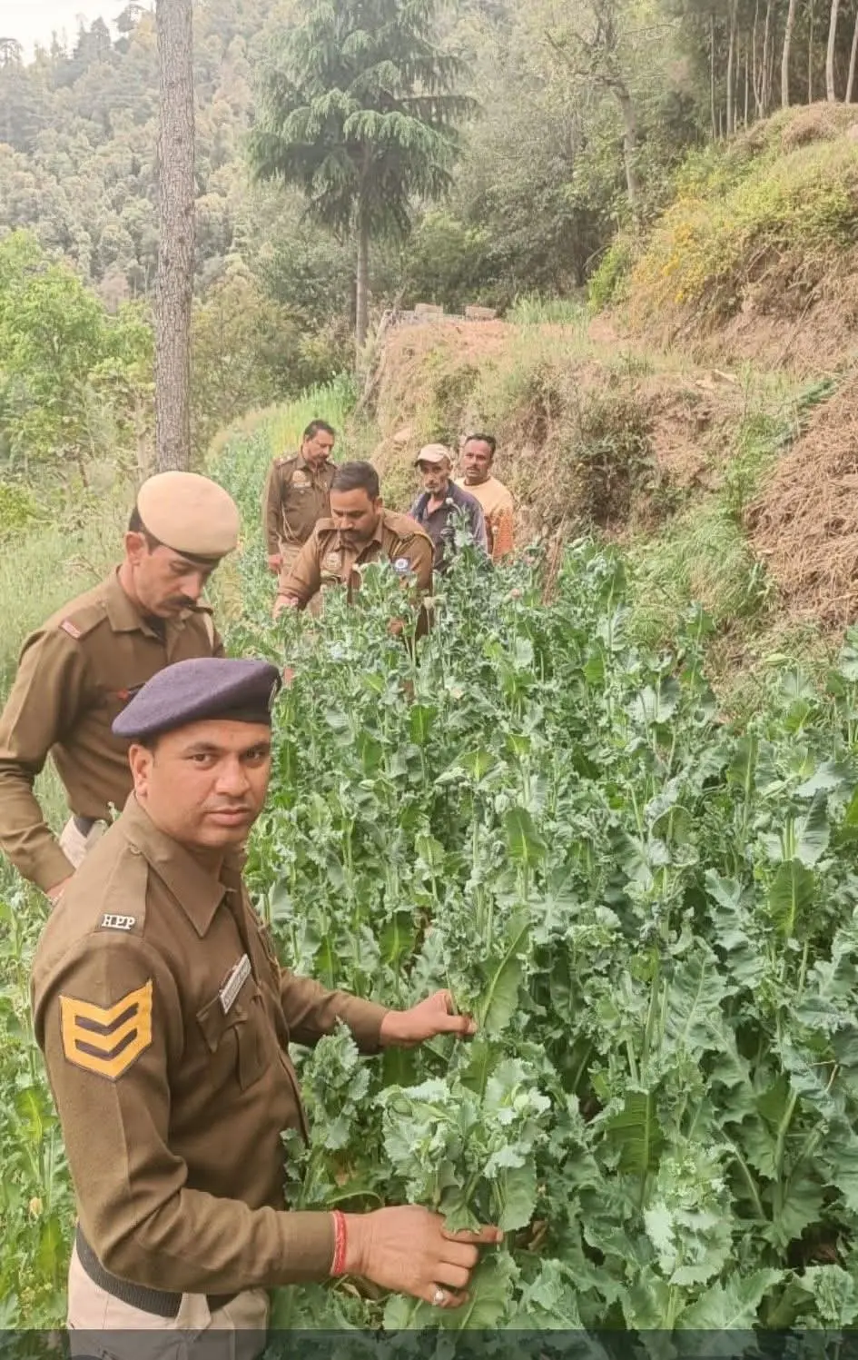 मंडी पुलिस की सख्त कार्रवाई: अवैध अफीम की खेती का भंडाफोड़
