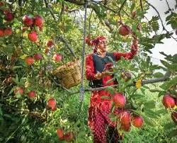 हिमाचल में मध्यवर्ती इलाकों में सेब सीजन अंतिम चरण में लेकिन MIS खरीद केंद्र अब तक नहीं खुले